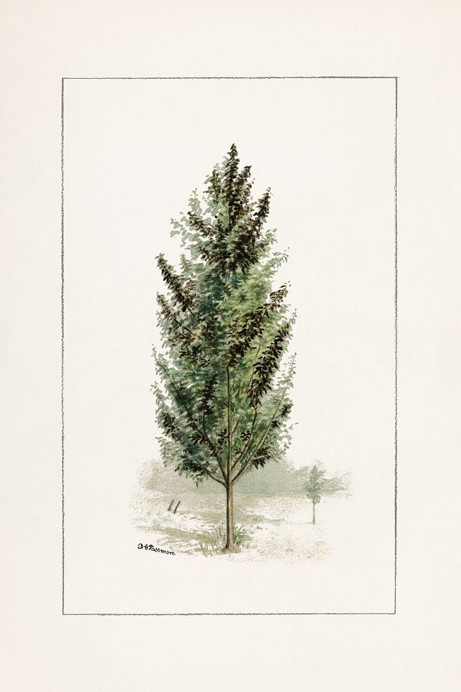 Vintage Pear tree illustration mockup. Digitally enhanced illustration from U.S. Department of Agriculture Pomological…