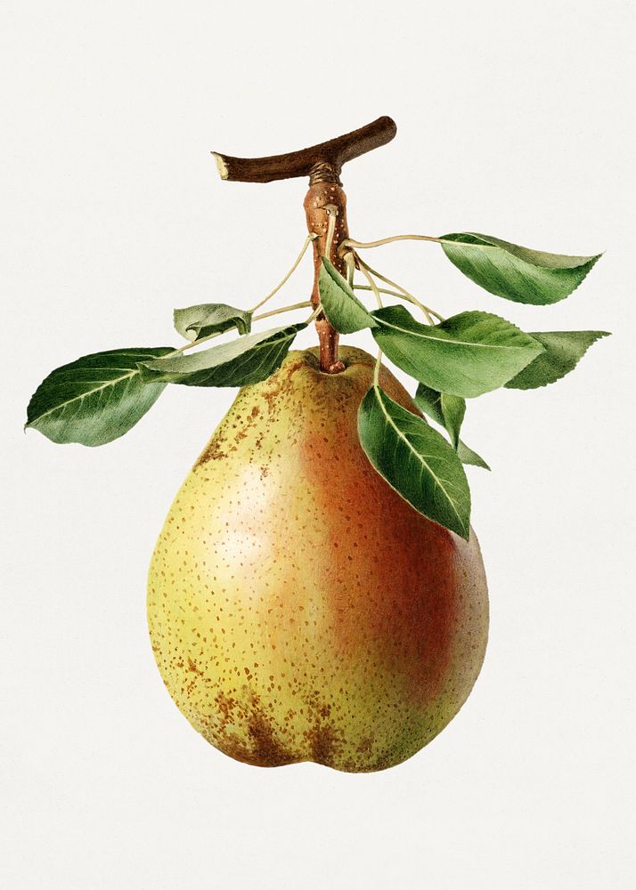 Vintage pear illustration mockup. Digitally enhanced illustration from U.S. Department of Agriculture Pomological Watercolor…