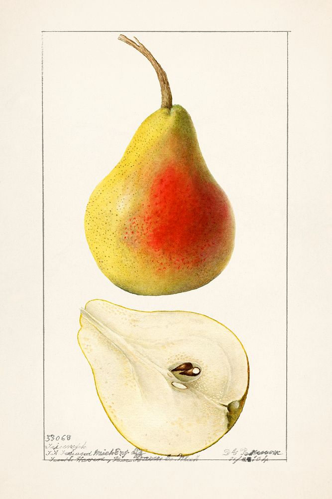 Vintage pears illustration mockup. Digitally enhanced illustration from U.S. Department of Agriculture Pomological…