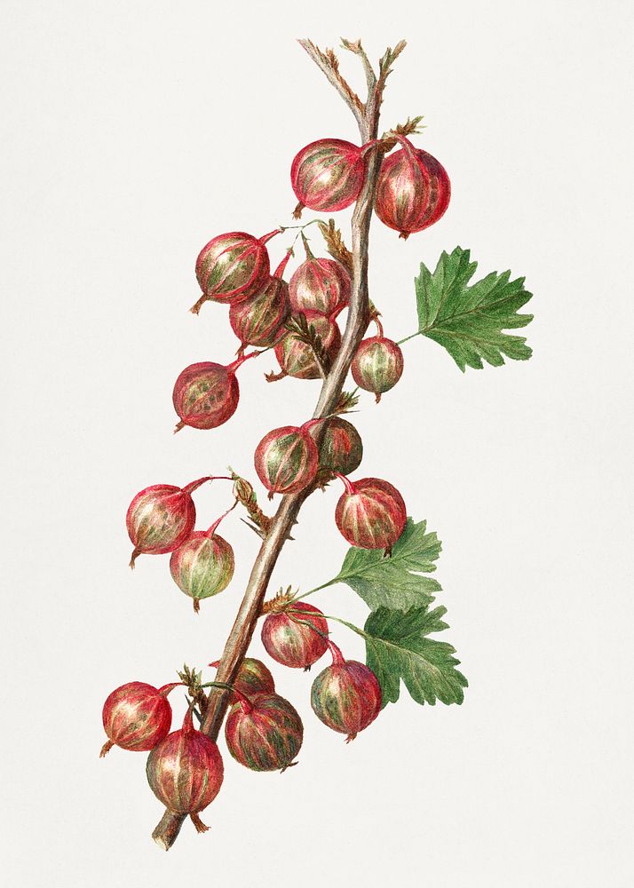 Vintage gooseberry illustration mockup. Digitally enhanced illustration from U.S. Department of Agriculture Pomological…