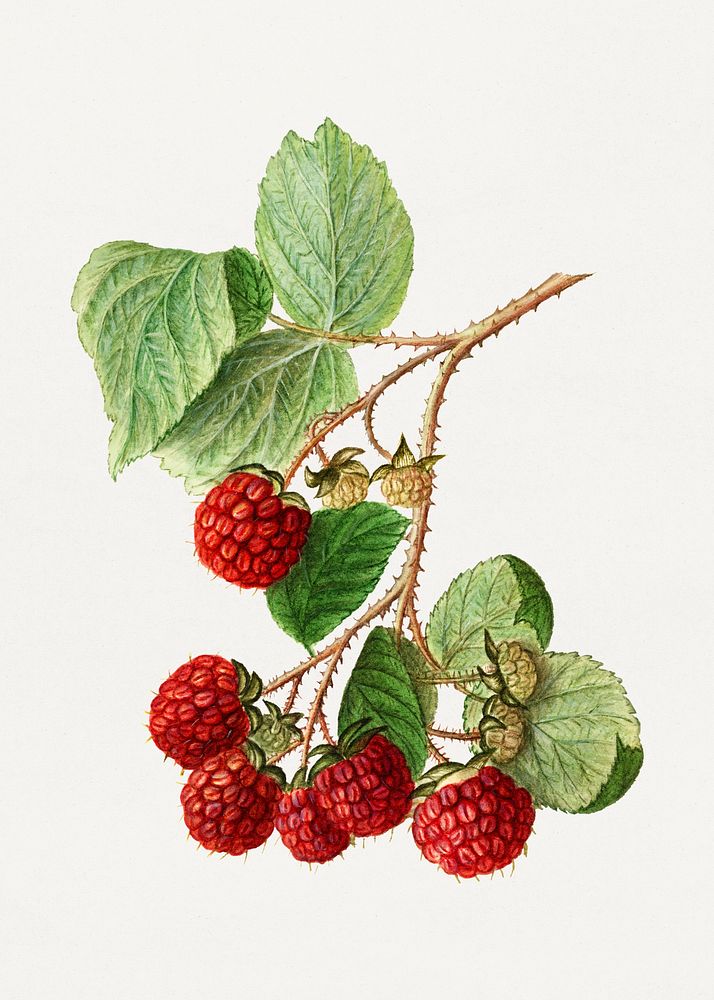Vintage branch of red raspberry illustration mockup. Digitally enhanced illustration from U.S. Department of Agriculture…