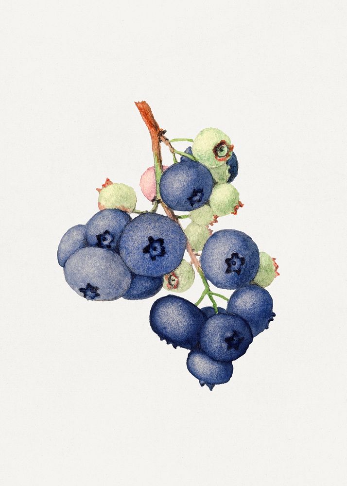Vintage branch of blueberries illustration mockup. Digitally enhanced illustration from U.S. Department of Agriculture…