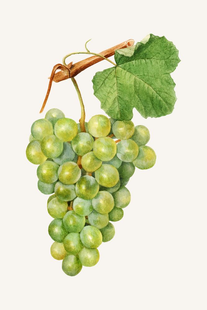 Vintage bunch of green grape illustration vector. Digitally enhanced illustration from U.S. Department of Agriculture…