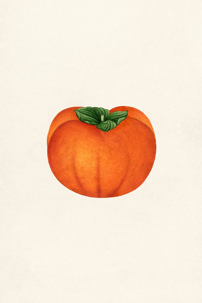 Vintage persimmon illustration mockup. Digitally enhanced illustration from U.S. Department of Agriculture Pomological…