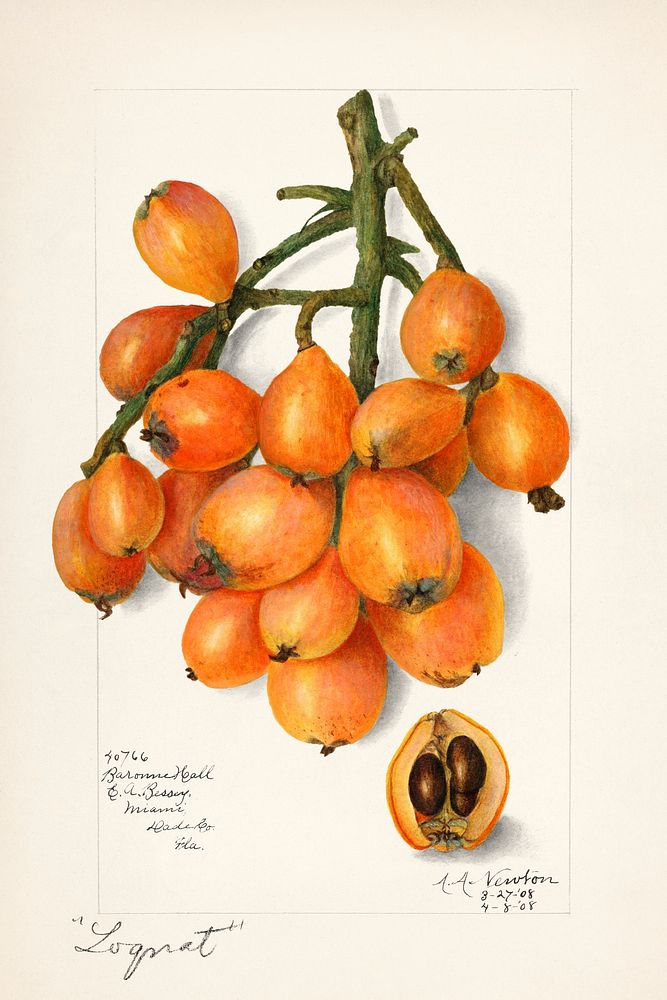Vintage branch of loquat illustration mockup. Digitally enhanced illustration from U.S. Department of Agriculture…