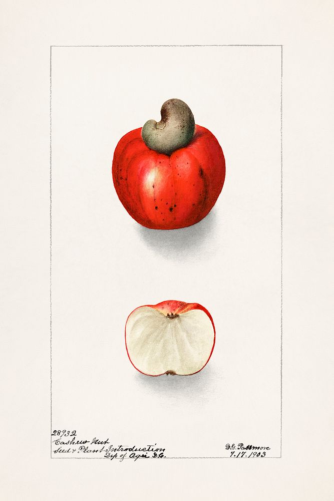 Vintage cashews illustration mockup. Digitally enhanced illustration from U.S. Department of Agriculture Pomological…