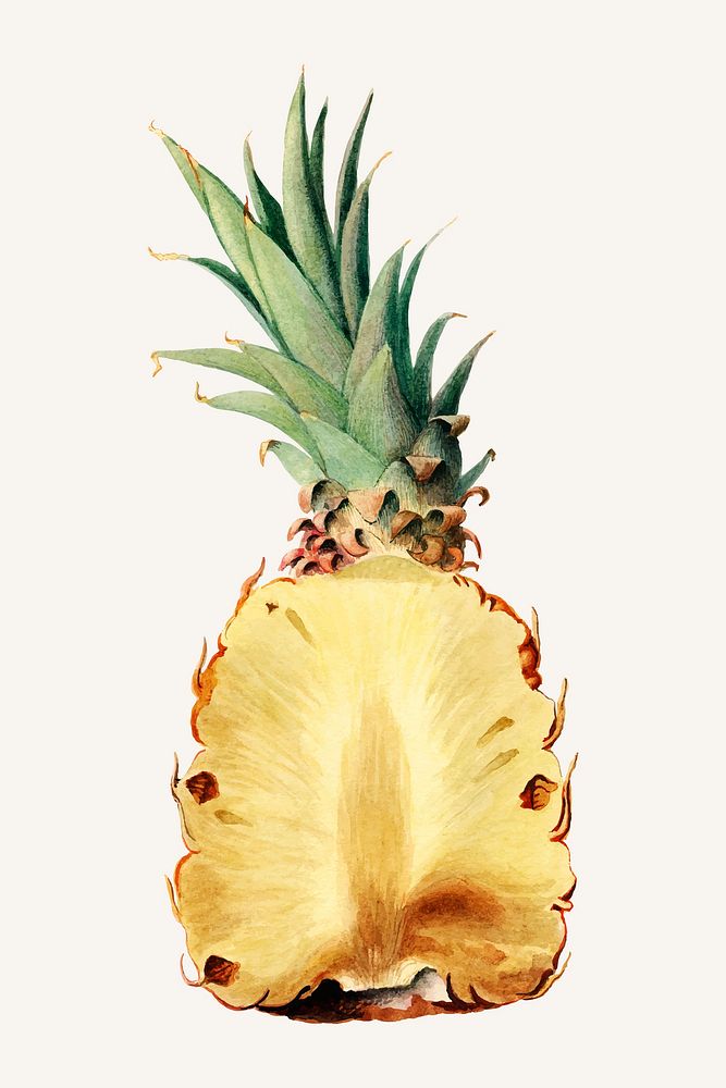 Vintage pineapple illustration vector. Digitally enhanced illustration from U.S. Department of Agriculture Pomological…