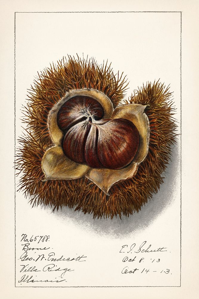 Vintage chestnut illustration mockup. Digitally enhanced illustration from U.S. Department of Agriculture Pomological…