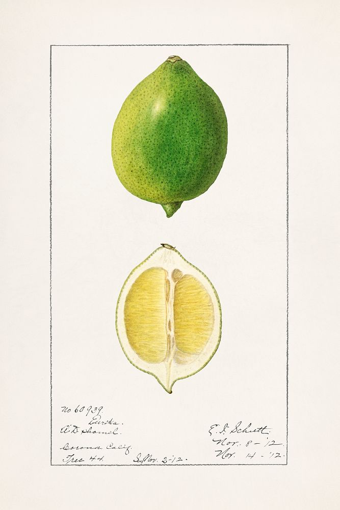 Vintage limes illustration mockup. Digitally enhanced illustration from U.S. Department of Agriculture Pomological…