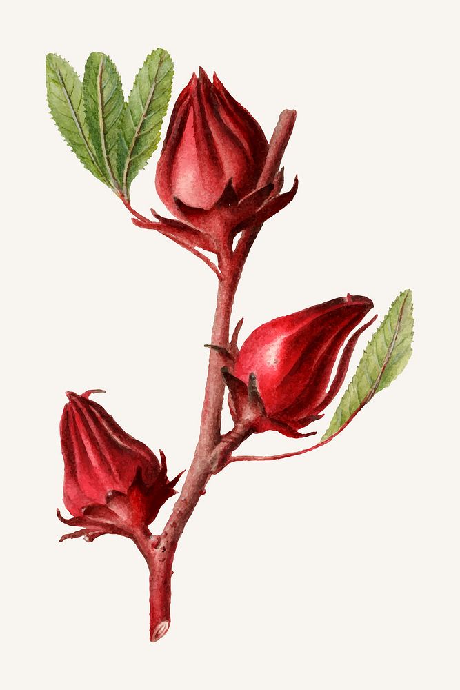 Vintage roselles illustration vector. Digitally enhanced illustration from U.S. Department of Agriculture Pomological…