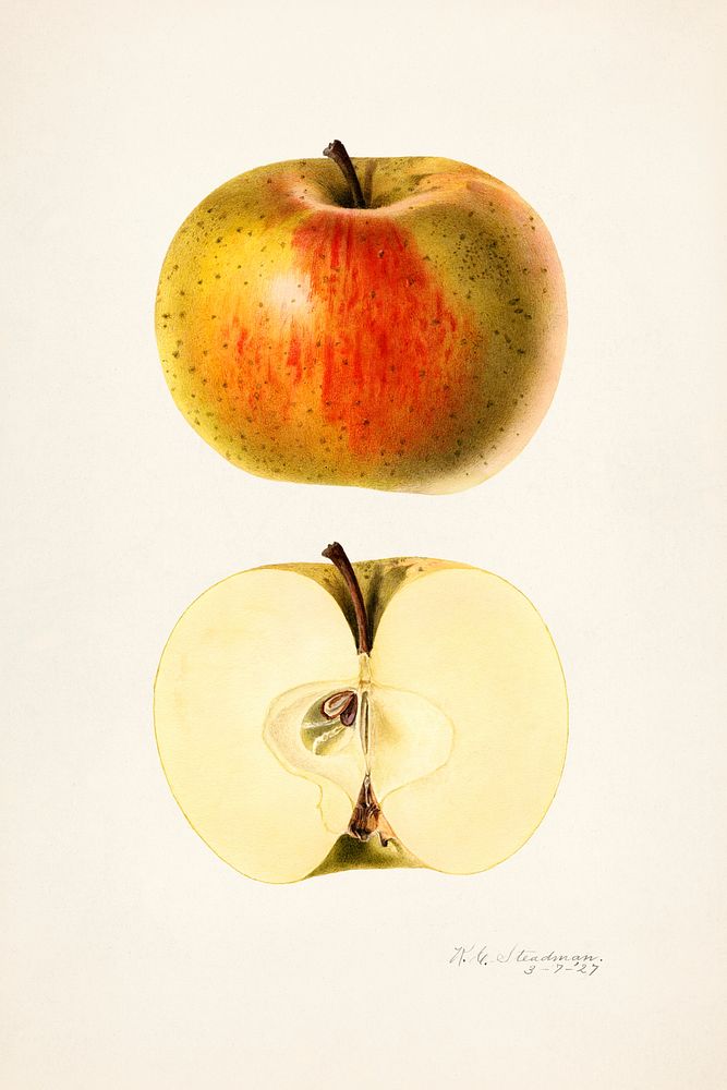 Vintage apples illustration mockup. Digitally enhanced illustration from U.S. Department of Agriculture Pomological…