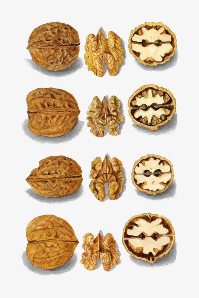 Vintage walnuts illustration vector. Digitally enhanced illustration from U.S. Department of Agriculture Pomological…