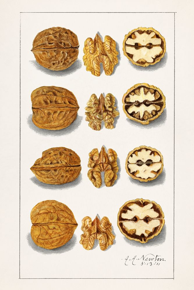 Vintage walnuts illustration mockup. Digitally enhanced illustration from U.S. Department of Agriculture Pomological…