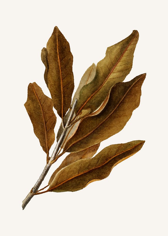 Vintage macadamia leaves illustration vector. Digitally enhanced illustration from U.S. Department of Agriculture…