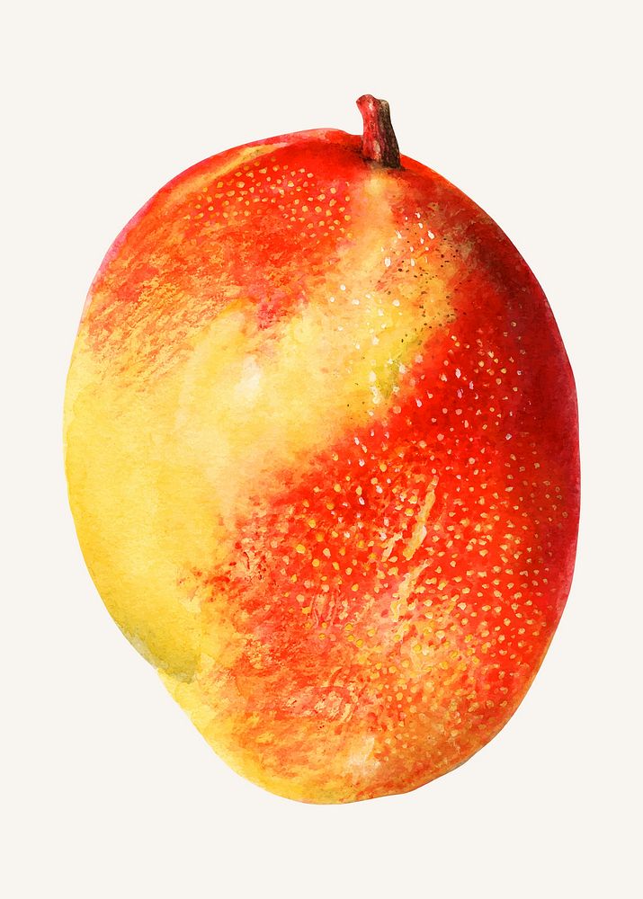 Vintage mango illustration vector. Digitally enhanced illustration from U.S. Department of Agriculture Pomological…
