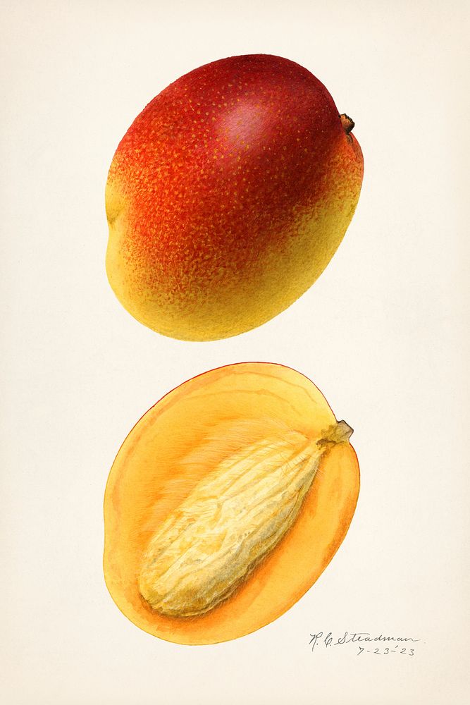 Vintage mangoes illustration mockup. Digitally enhanced illustration from U.S. Department of Agriculture Pomological…