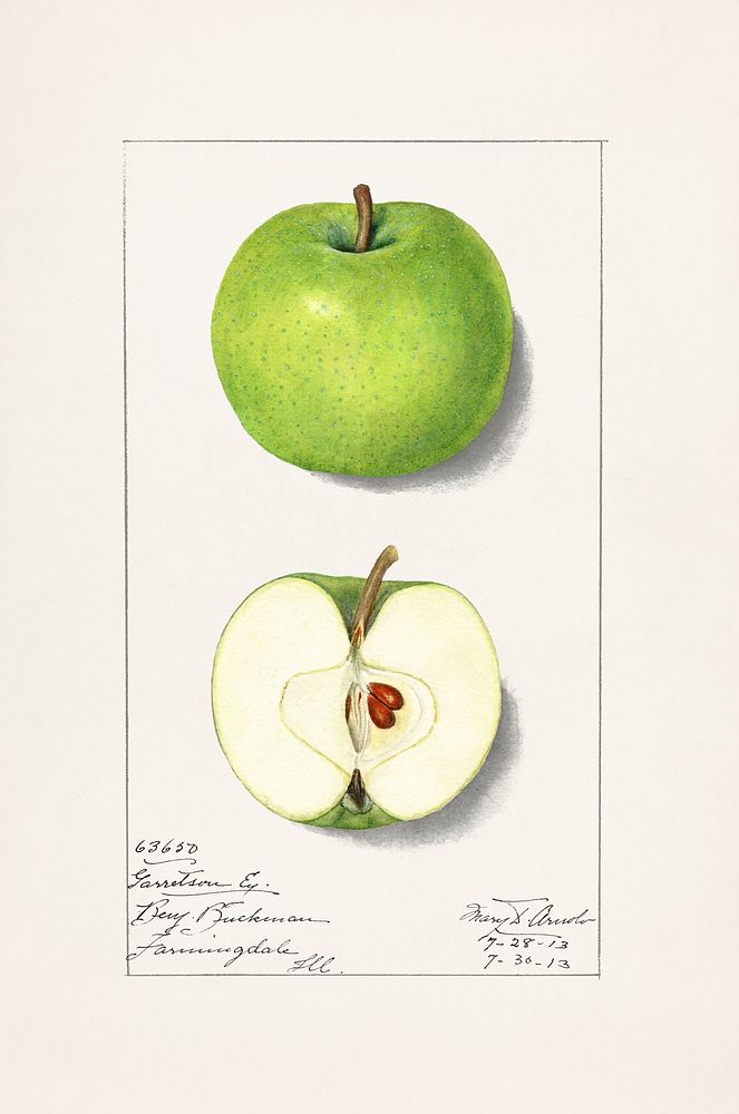 Vintage green apples illustration mockup. Digitally enhanced illustration from U.S. Department of Agriculture Pomological…