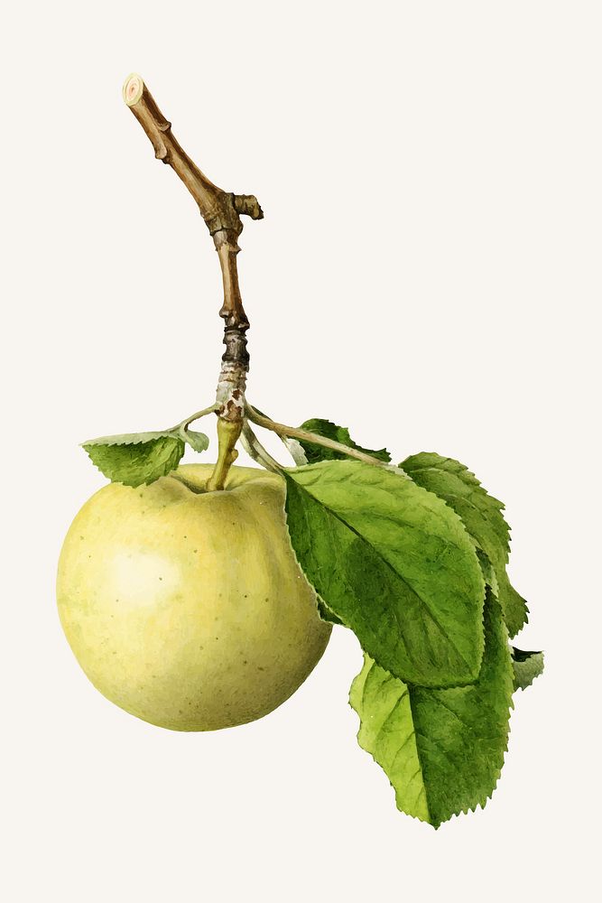 Vintage green apple twig illustration vector. Digitally enhanced illustration from U.S. Department of Agriculture…