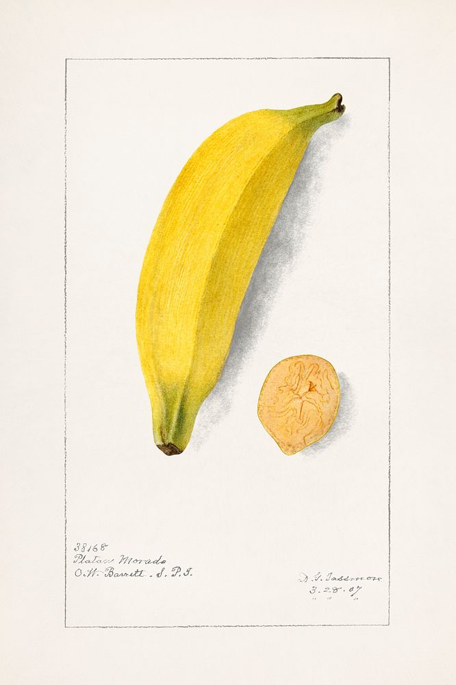 Vintage banana illustration mockup. Digitally enhanced illustration from U.S. Department of Agriculture Pomological…