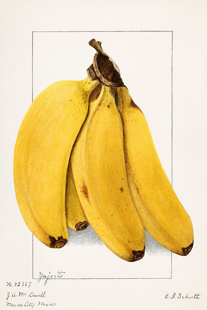 Vintage bananas illustration mockup. Digitally enhanced illustration from U.S. Department of Agriculture Pomological…