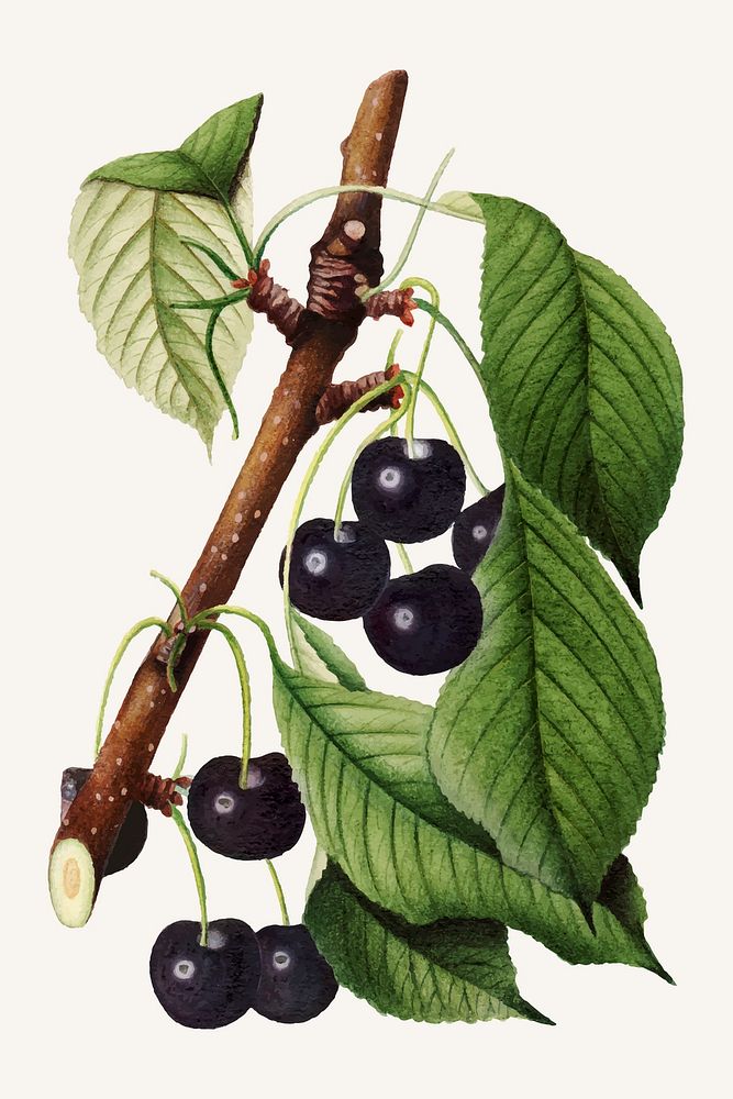 Vintage branch of cherry vintage illustration vector. Digitally enhanced illustration from U.S. Department of Agriculture…