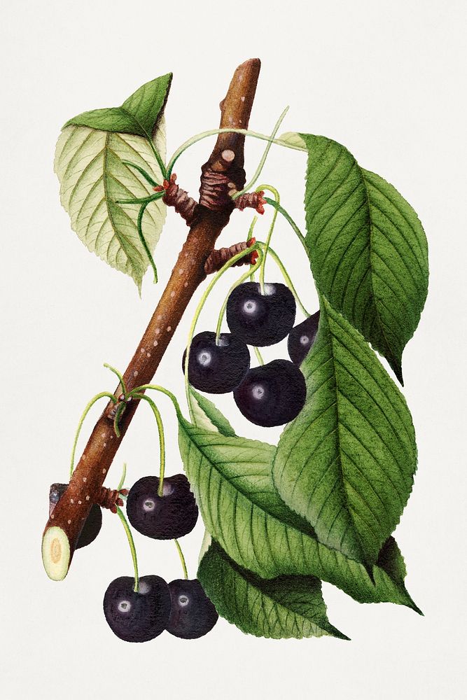 Vintage branch of cherry illustration mockup. Digitally enhanced illustration from U.S. Department of Agriculture…