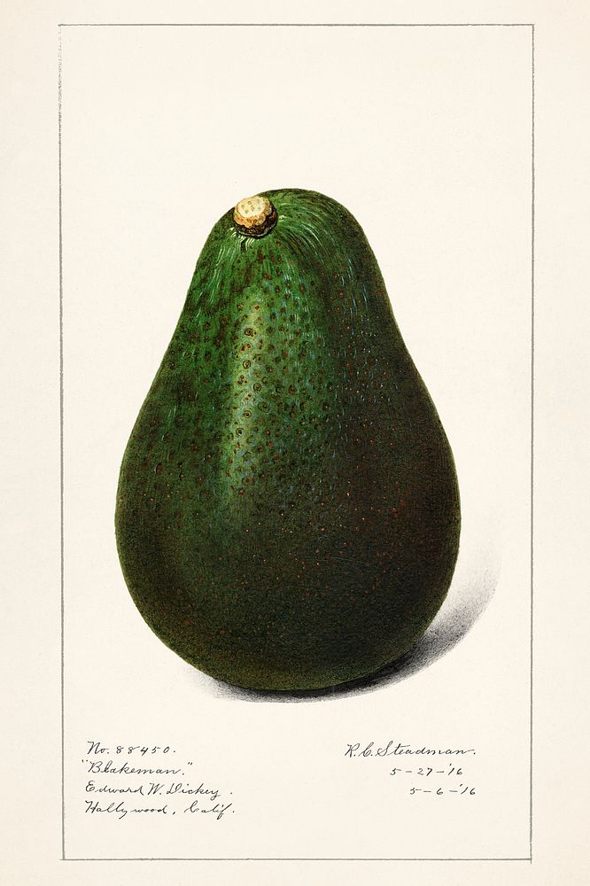 Vintage avocado illustration mockup. Digitally enhanced illustration from U.S. Department of Agriculture Pomological…