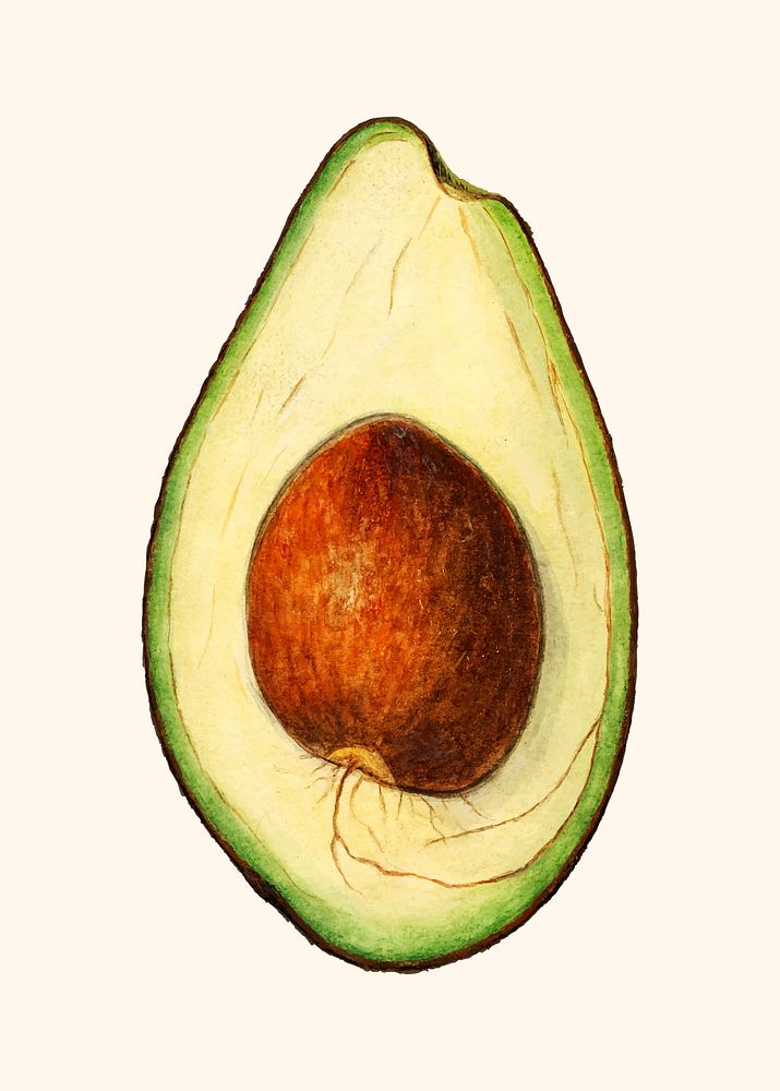 Vintage avocado illustration vector. Digitally enhanced illustration from U.S. Department of Agriculture Pomological…