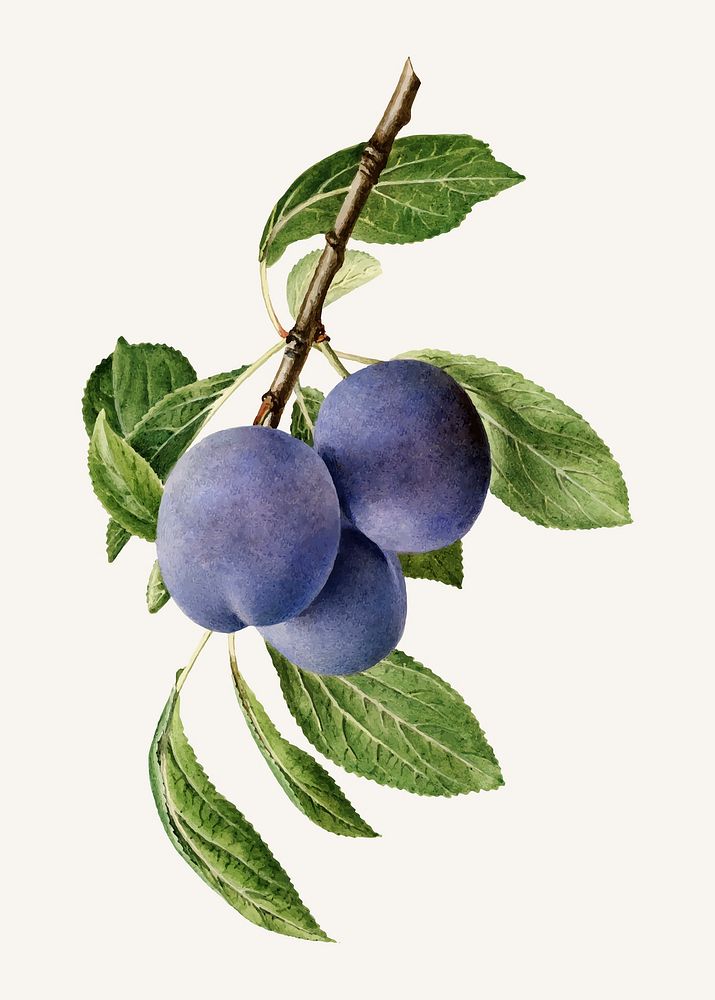 Vintage branch of plum illustration vector. Digitally enhanced illustration from U.S. Department of Agriculture Pomological…