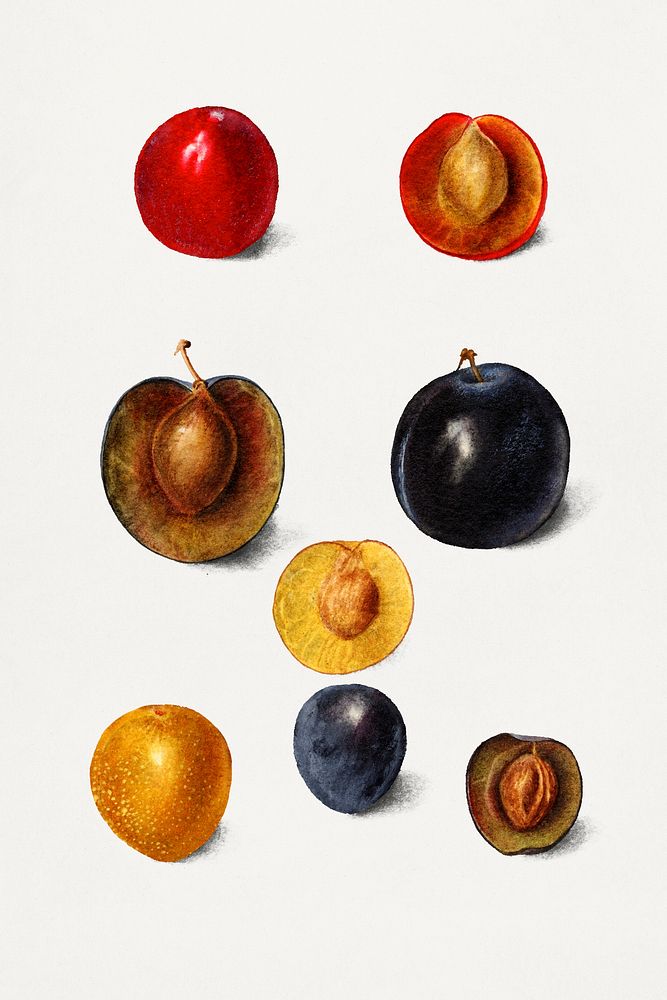 Vintage plums illustration mockup. Digitally enhanced illustration from U.S. Department of Agriculture Pomological…