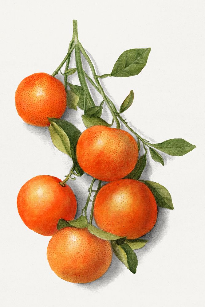 Vintage branch of citrus fruit illustration mockup. Digitally enhanced illustration from U.S. Department of Agriculture…
