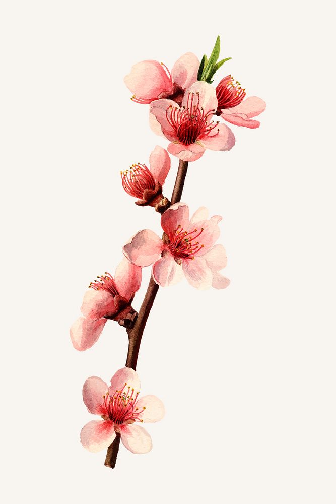 Vintage peach blossom illustration vector. Digitally enhanced illustration from U.S. Department of Agriculture Pomological…