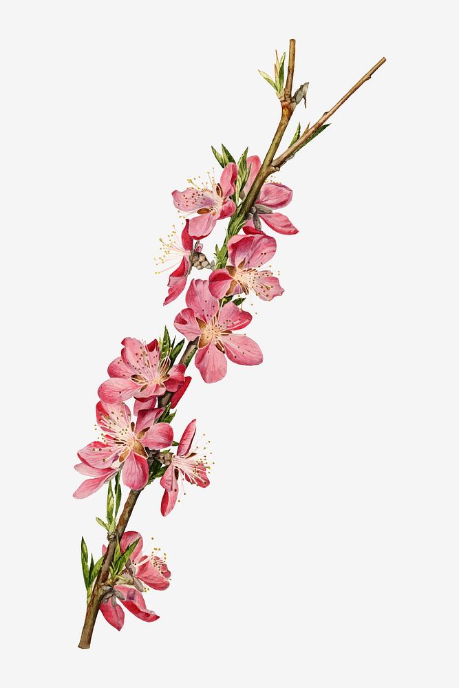 Vintage peach blossom illustration vector. Digitally enhanced illustration from U.S. Department of Agriculture Pomological…