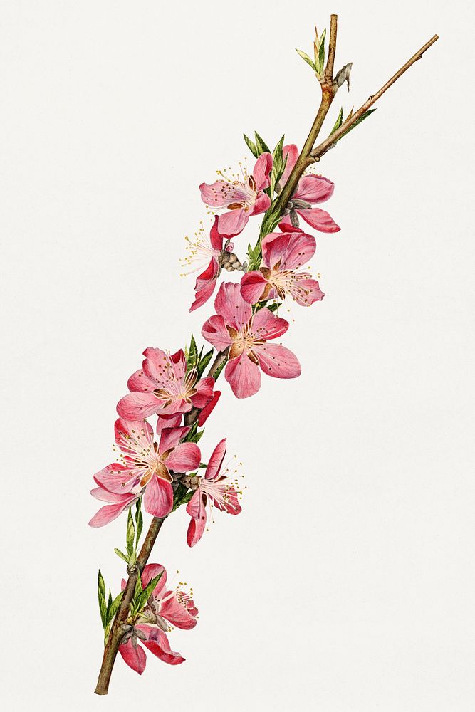 Vintage peach blossom illustration mockup. Digitally enhanced illustration from U.S. Department of Agriculture Pomological…