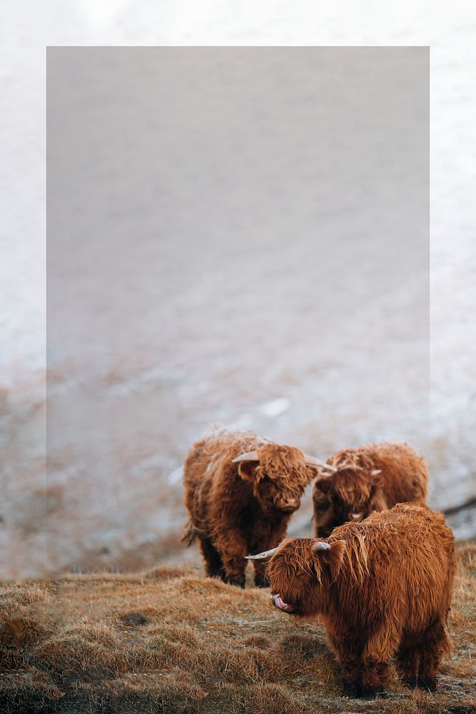 Scottish highland calves in the field frame mockup