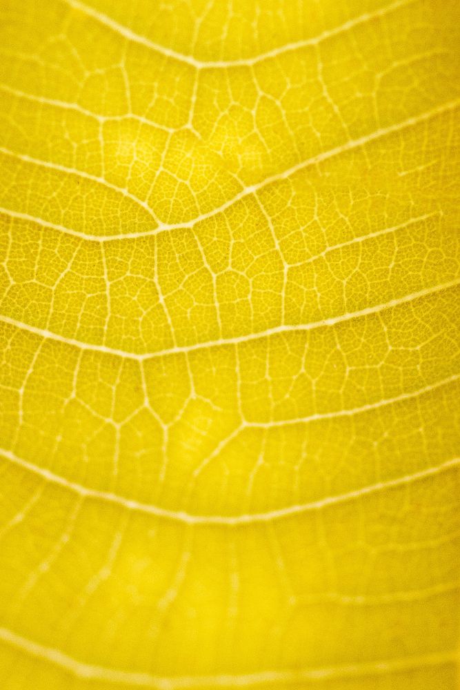 Yellow leaf texture macro photography