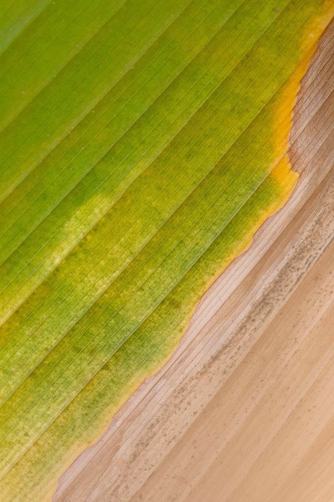 Bird of paradise or crane flower withered leaves macro photography