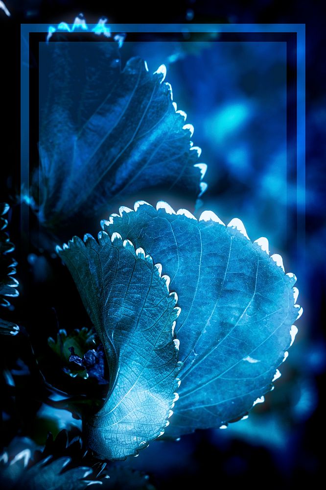 Rectangle frame and blue effect color on Acalypha Wilkesiana leaves
