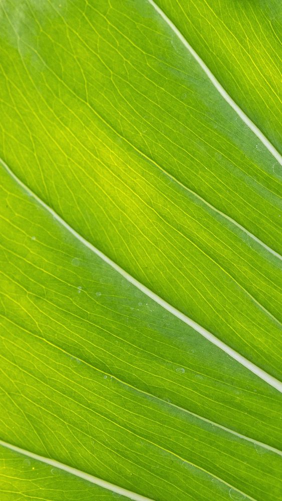 Close up of Monstera delicosa leaves mobile wallpaper