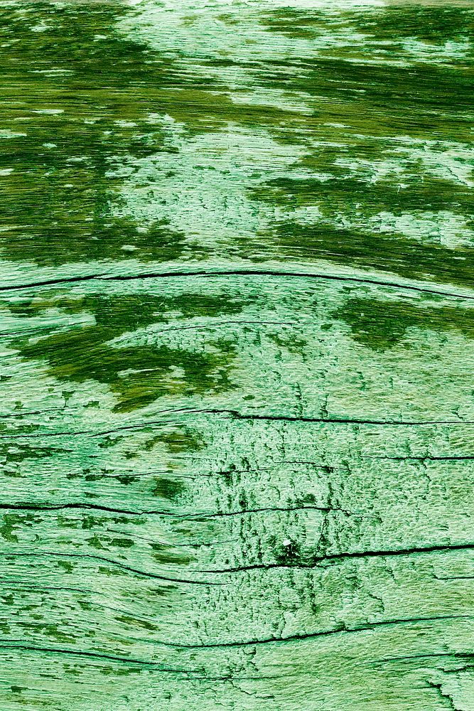 Grunge green paint wood texture