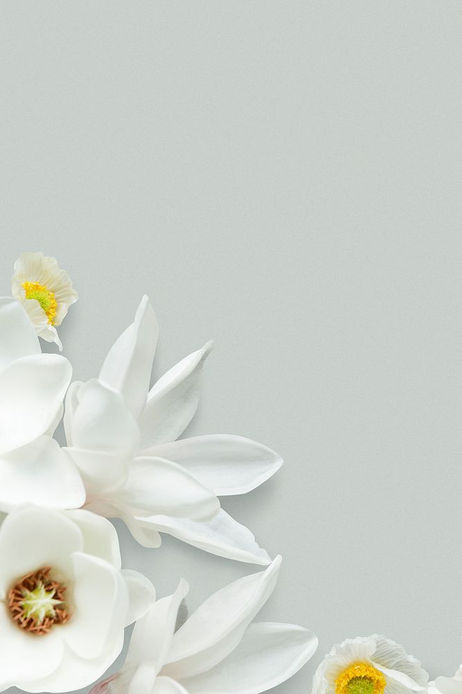 White magnolia pattern background