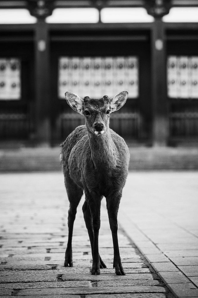 Sika deer in Nara Park, Japan