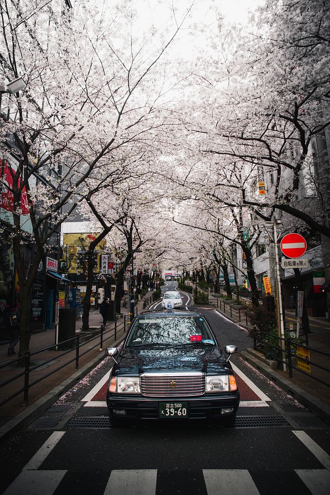 White Sakura blooming on a streetside in Japan