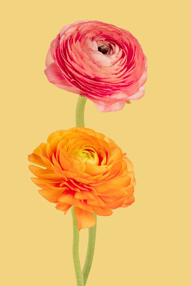 Colorful ranunculus flowers
