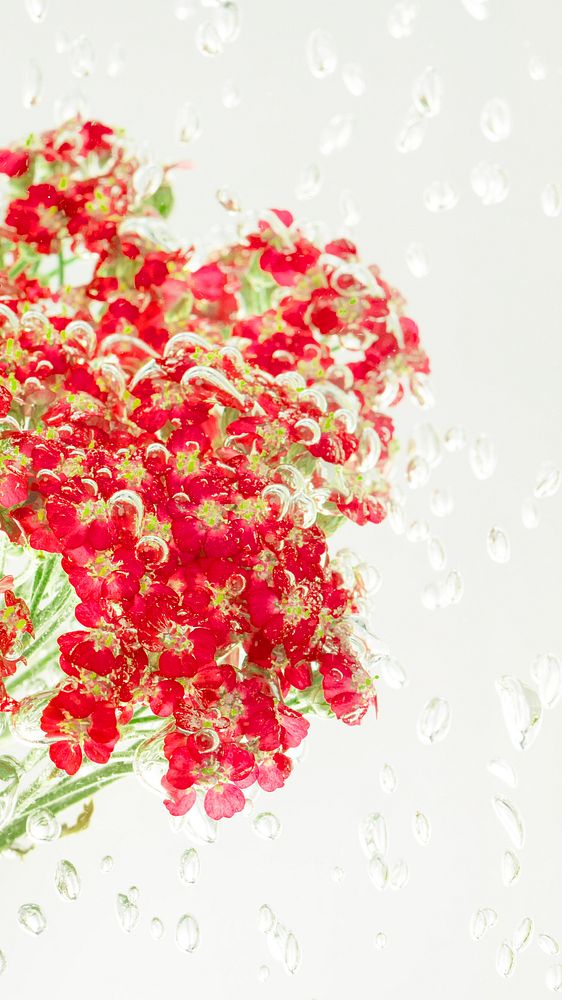 Red yarrow flowers with air bubbles