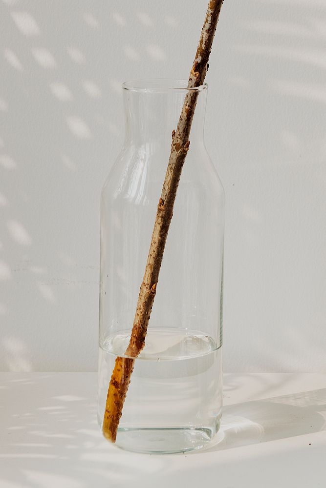 Wooden twig in a glass vase