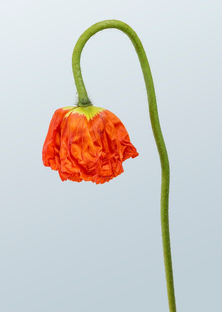 Red poppy flower on blue background mockup