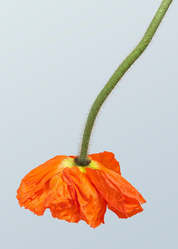 Red poppy flower hanging upside down