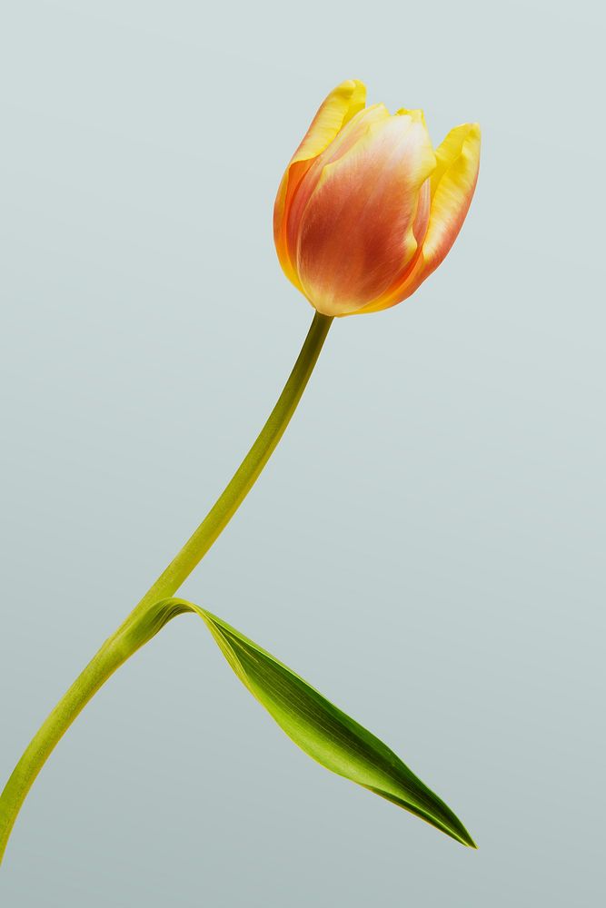 Blooming tulip flower on a gray background