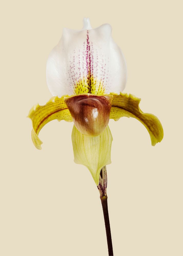 Close up of white Cymbidium Orchid